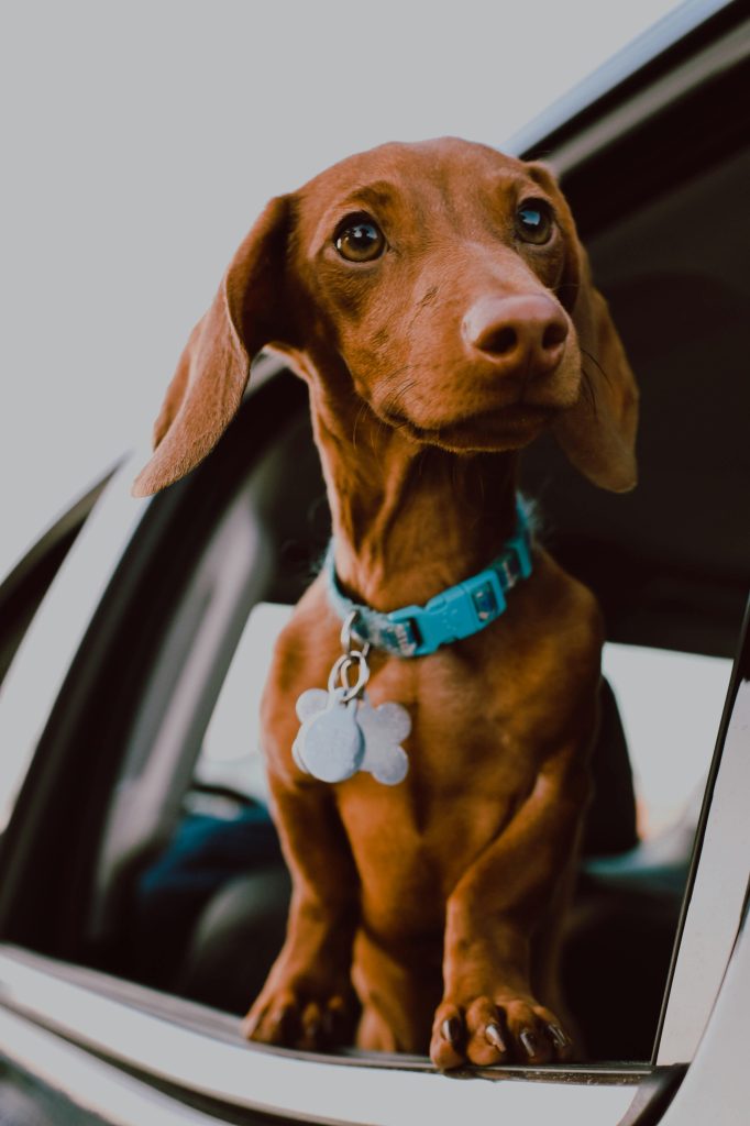 Dog looking out car window, enjoying a peaceful moment during a family road trip and digital detox.
