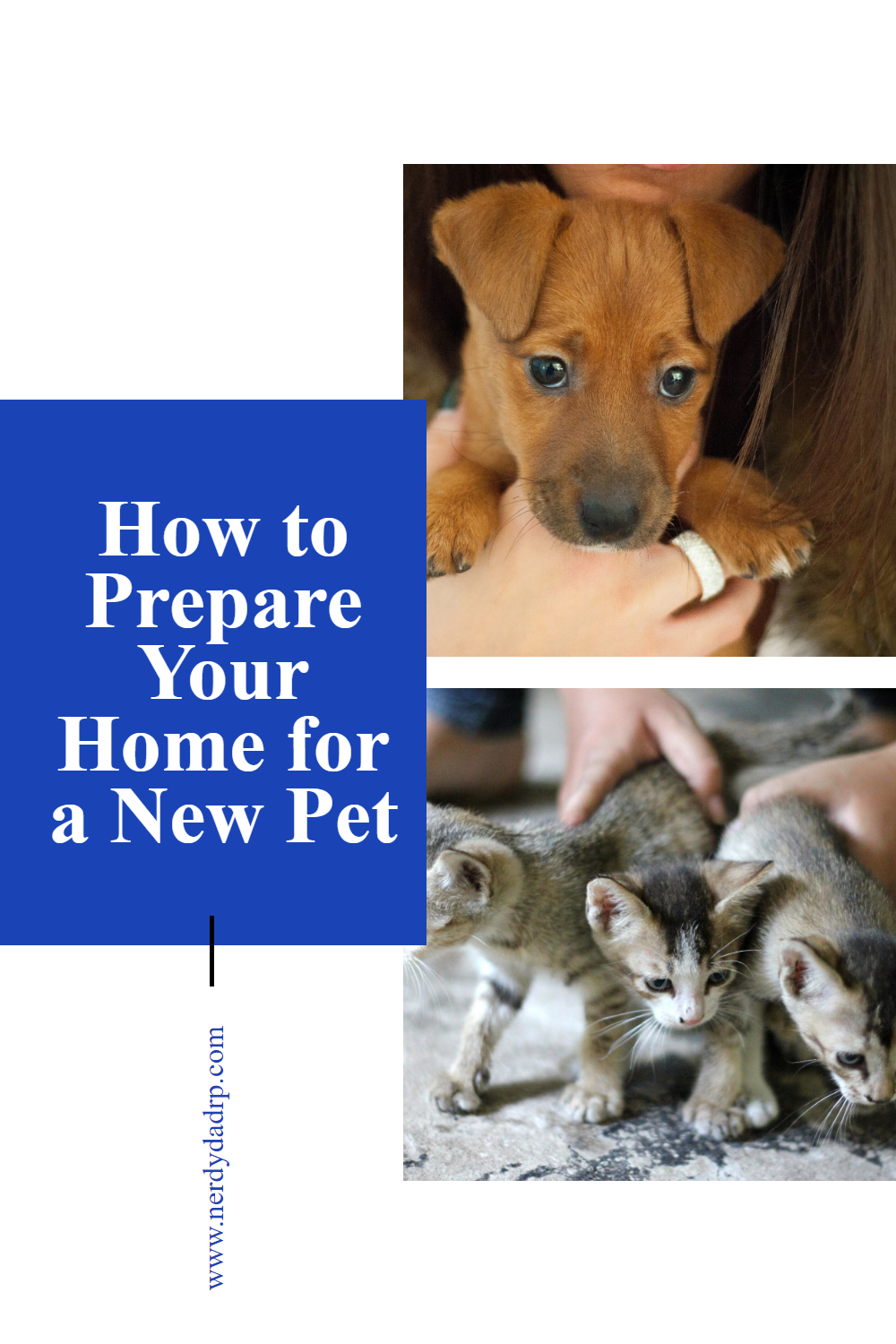 How to Prepare Your Home for a New Pet how-to-prepare-your-hom-pin