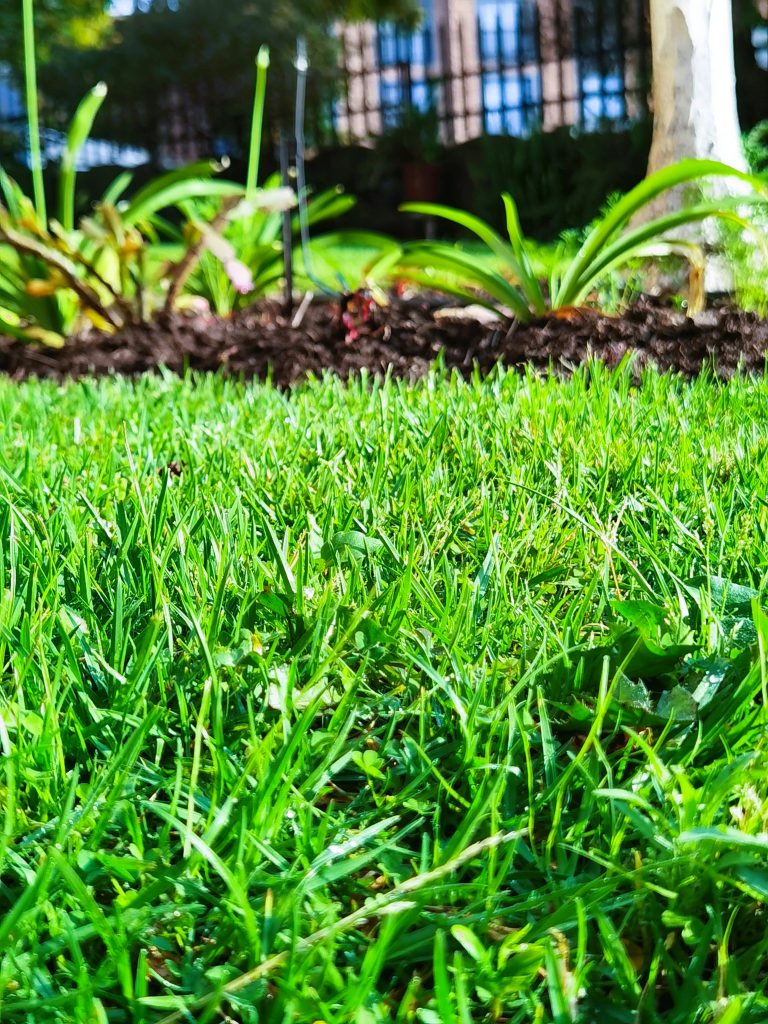 Low-angle view of green grass leading up to a fence and building in the distance, symbolizing growth, renewal, and connection to nature.