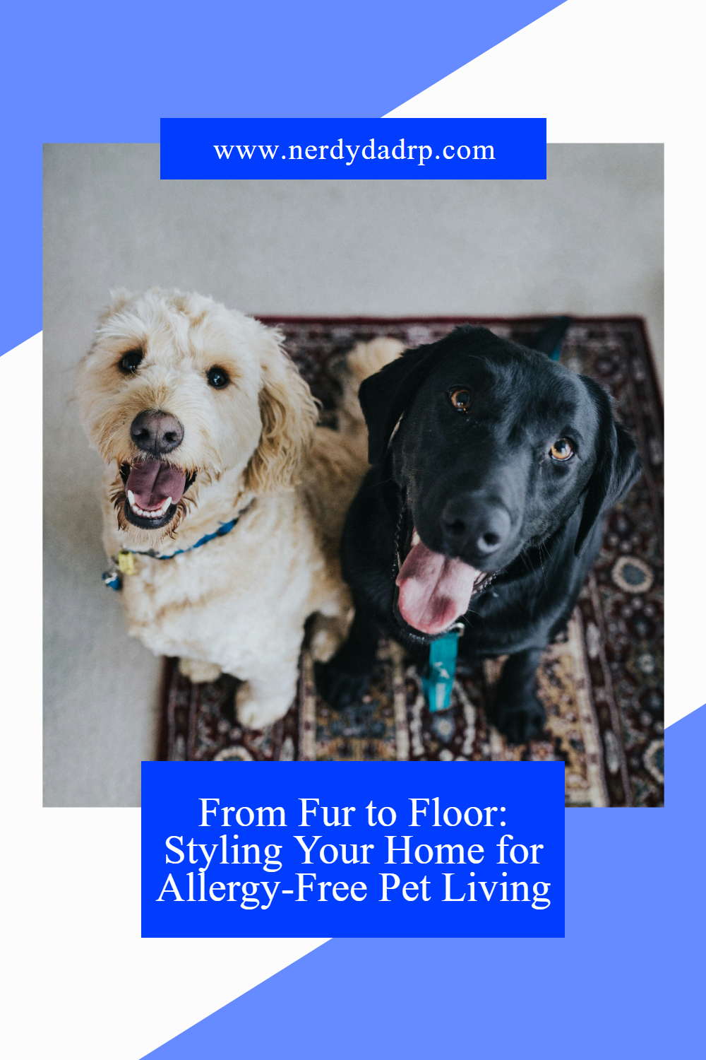 two dogs sitting on a rug looking up with text that says From Fur to Floor: Styling Your Home for Allergy-Free Pet Living