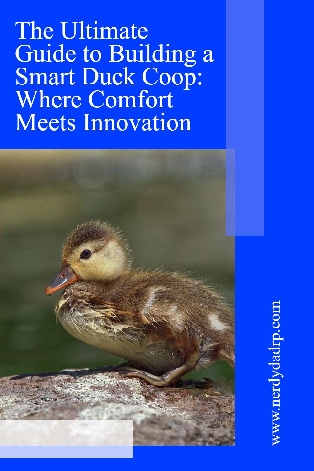 baby duck sitting on a rock outside with text that says The Ultimate Guide to Building a Smart Duck Coop: Where Comfort Meets Innovation