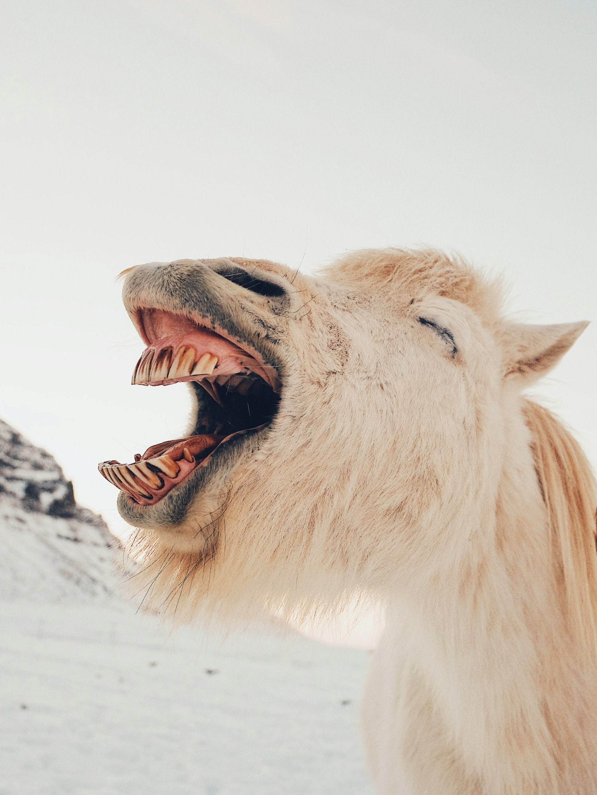 Icelandic horse caught mid-yawn with mouth wide open, making a hilarious TikTok reaction image for funny comments