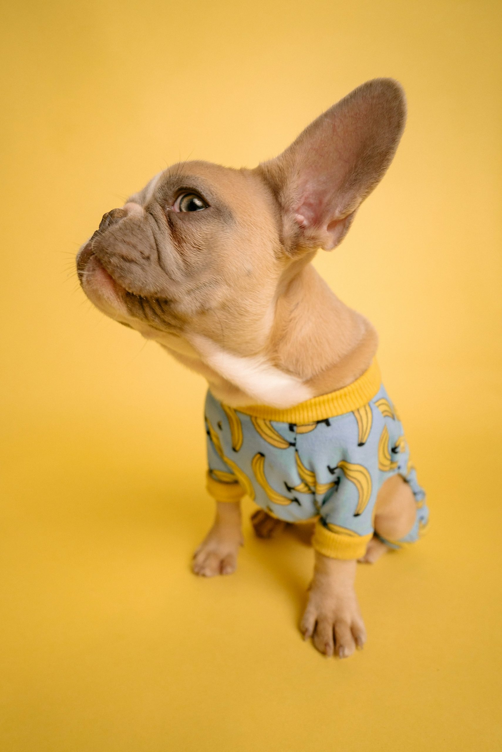 Adorable pug rocking a banana shirt with a sassy side-eye, perfect for playful TikTok reaction comments