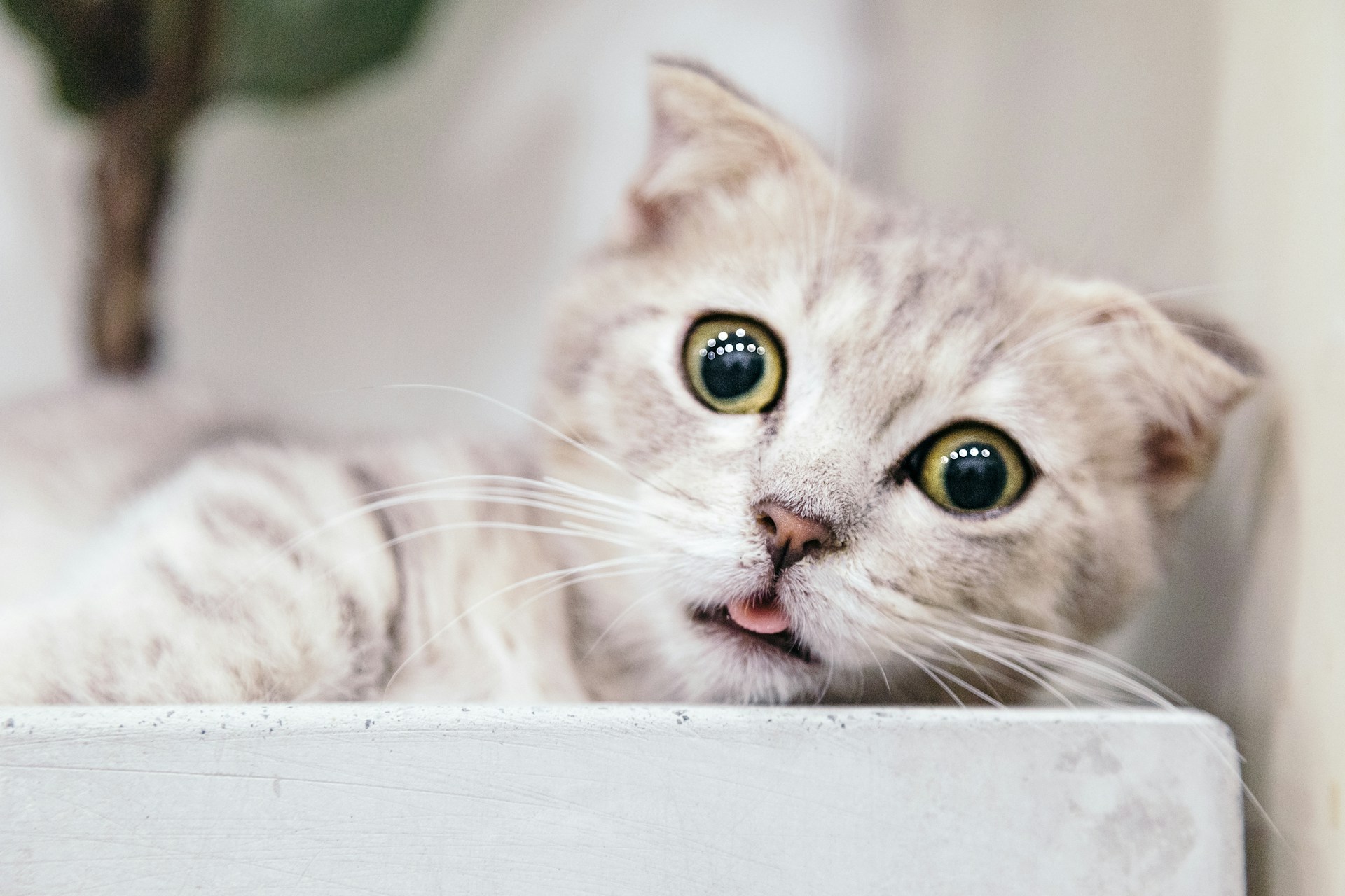 Cat with wide eyes and raised eyebrows capturing a ‘bestie, what are you doing?’ TikTok reaction moment